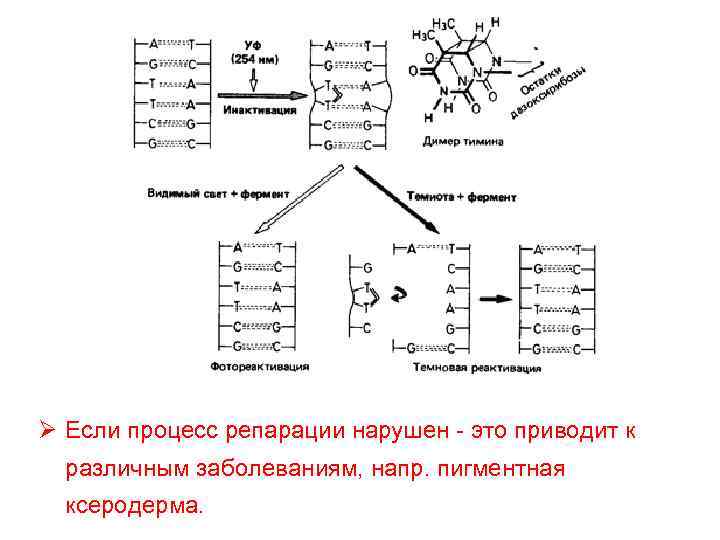 Ø Если процесс репарации нарушен - это приводит к различным заболеваниям, напр. пигментная ксеродерма.