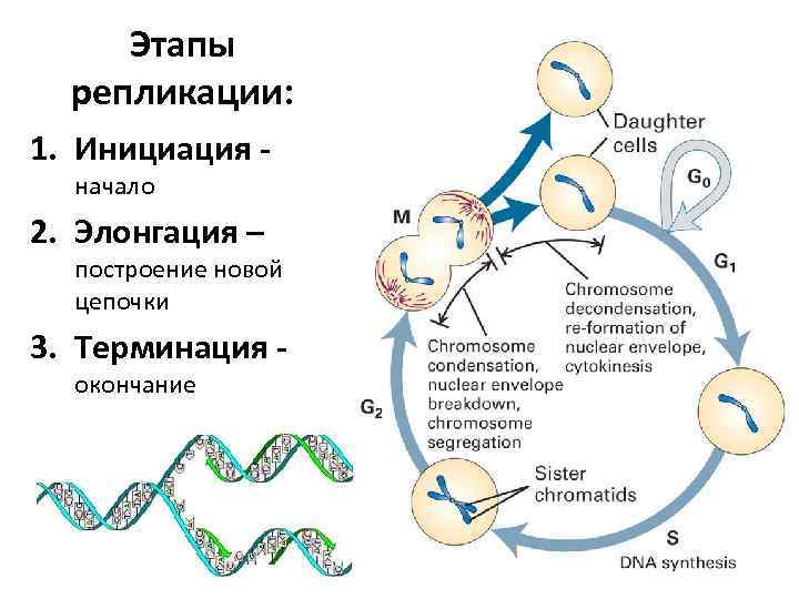 Этапы репликации: 1. Инициация начало 2. Элонгация – построение новой цепочки 3. Терминация окончание