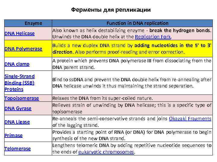 Ферменты для репликации Enzyme DNA Helicase Function in DNA replication Also known as helix