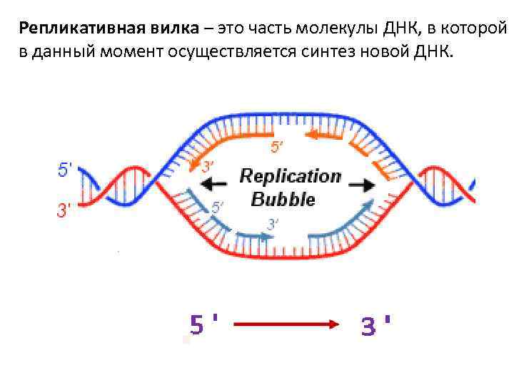 Схема репликативной вилки