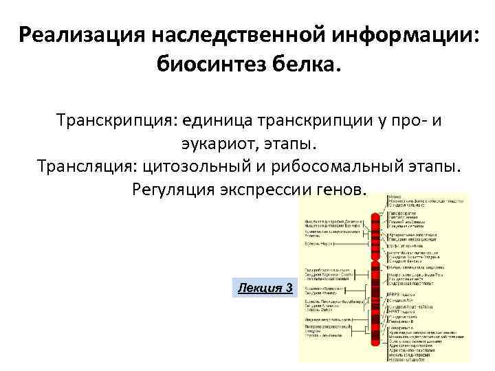 Реализация наследственной информации: биосинтез белка. Транскрипция: единица транскрипции у про- и эукариот, этапы. Трансляция: