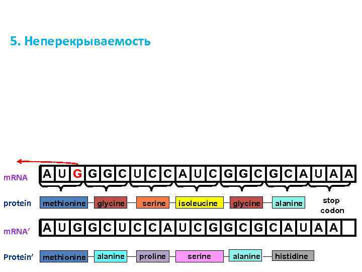 5. Неперекрываемость m. RNA A U G G G C U C C A