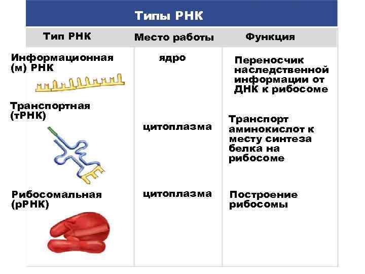 Типы РНК Тип РНК Информационная (м) РНК Транспортная (т. РНК) Рибосомальная (р. РНК) Место