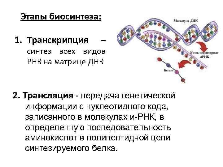И рнк образуется в. Процесс транскрипции в синтезе белка. Этапы биосинтеза белка транскрипция и трансляция. Этапы транскрипции биосинтеза белка. Биосинтез белка репликация транскрипция трансляция.