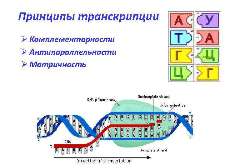 Транскрипция белков