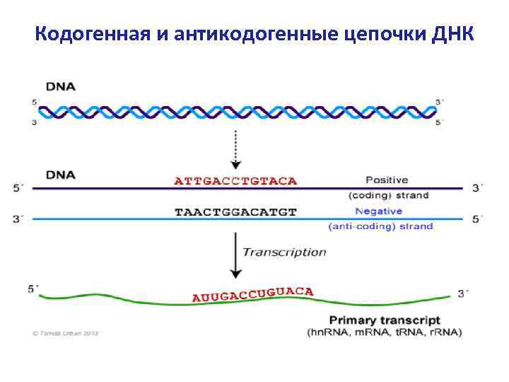 Транскрипция белка