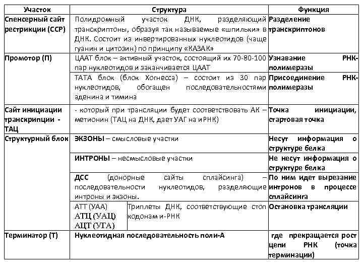 Участок Структура Функция Спенсерный сайт Полидромный участок ДНК, разделяющий Разделение рестрикции (ССР) транскриптоны, образуя