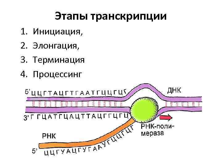 Транскрипция инициация элонгация терминация