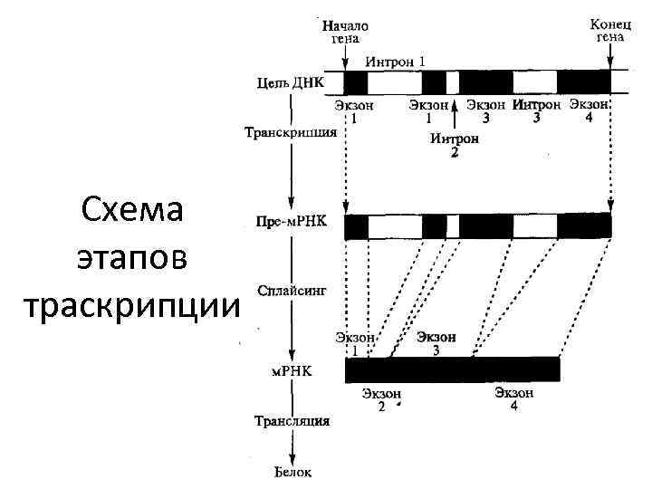 Схема этапов траскрипции 