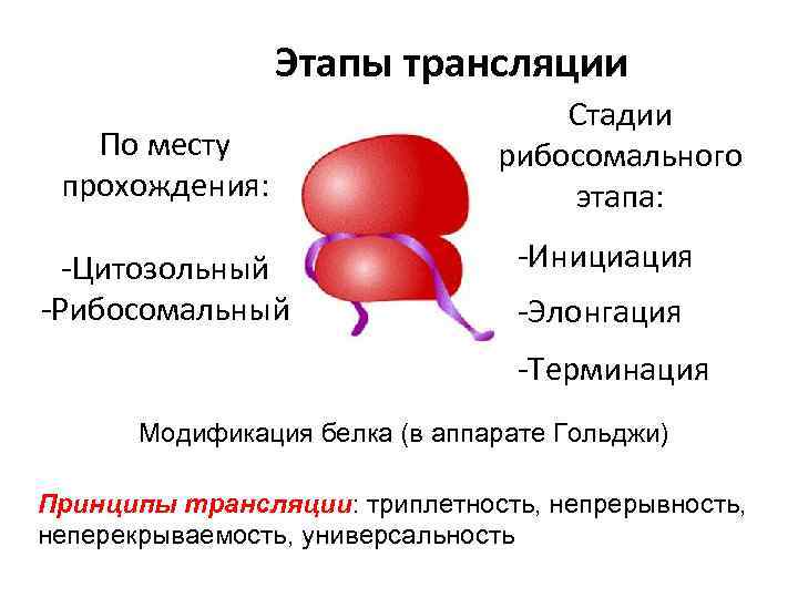 Этапы трансляции