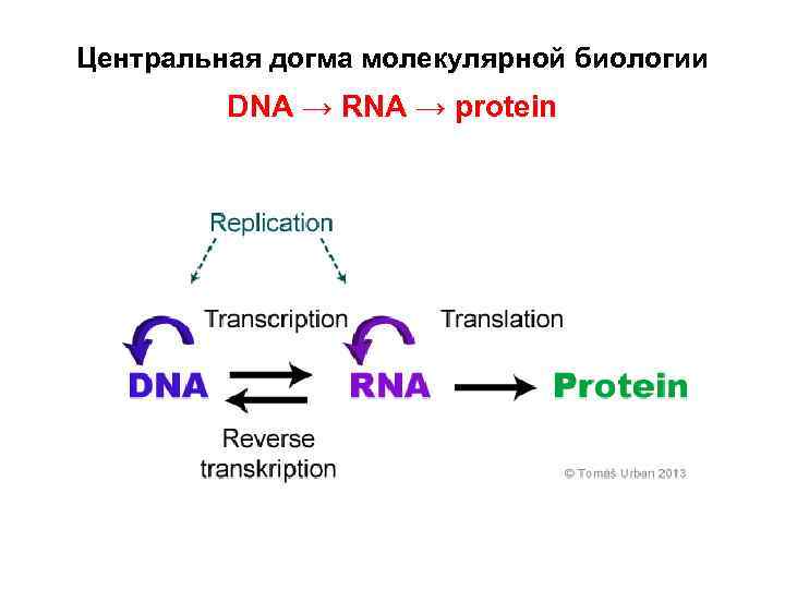 Центральная догма молекулярной биологии
