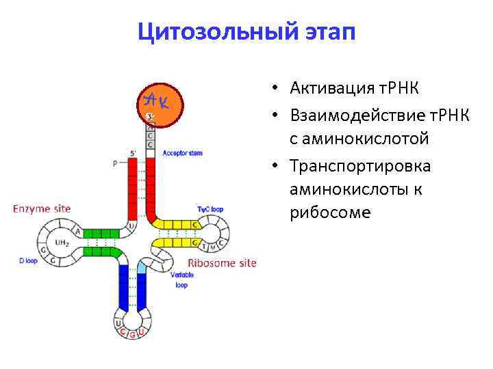 Какой триплет трнк