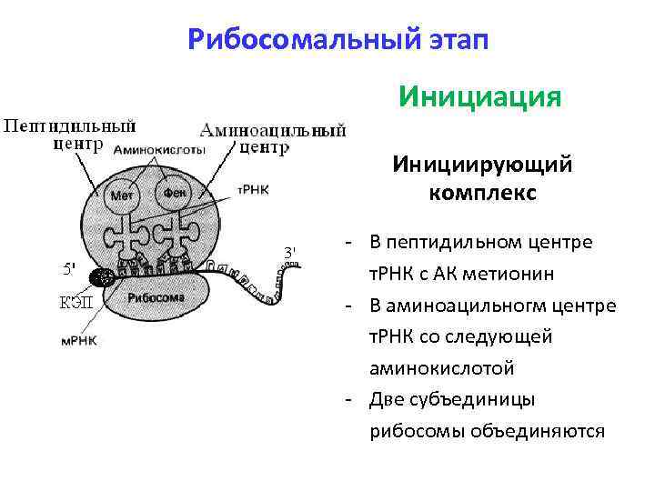 Рибосомальный этап Инициация Инициирующий комплекс - В пептидильном центре т. РНК с АК метионин