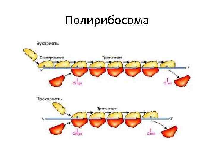 Полирибосома 
