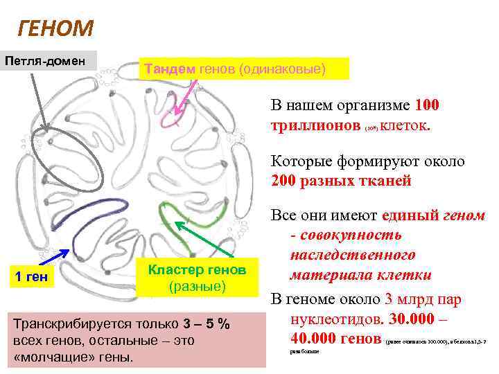 ГЕНОМ Петля-домен Тандем генов (одинаковые) В нашем организме 100 триллионов клеток. (1014) Которые формируют