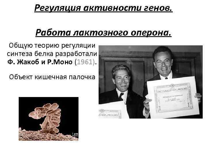 Регуляция активности генов. Работа лактозного оперона. Общую теорию регуляции синтеза белка разработали Ф. Жакоб