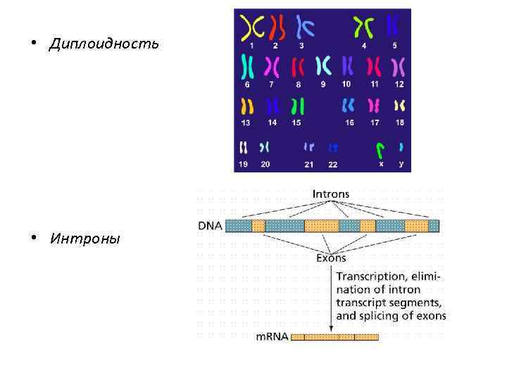  • Диплоидность • Интроны 