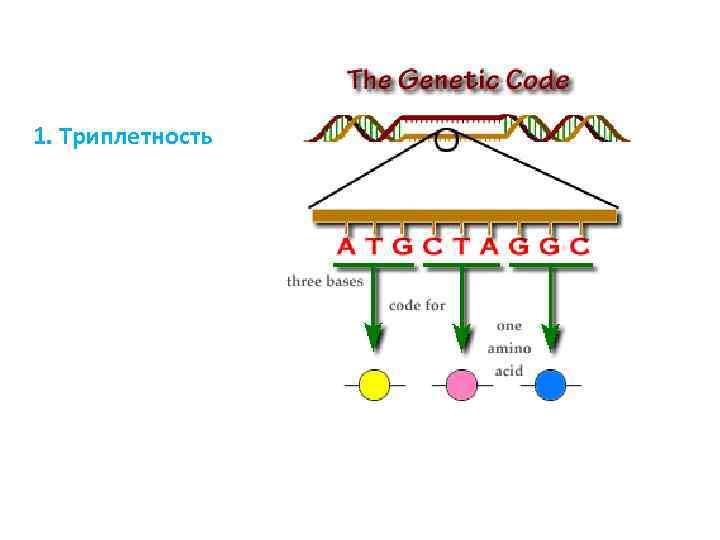 1. Триплетность 