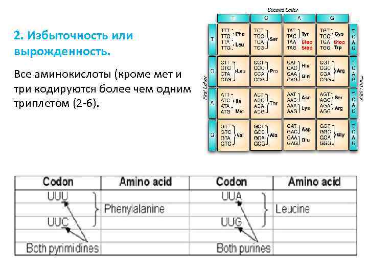 2. Избыточность или вырожденность. Все аминокислоты (кроме мет и три кодируются более чем одним