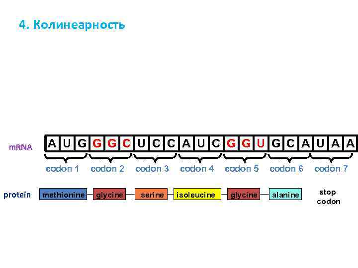 4. Колинеарность m. RNA A U G G G C U C C A
