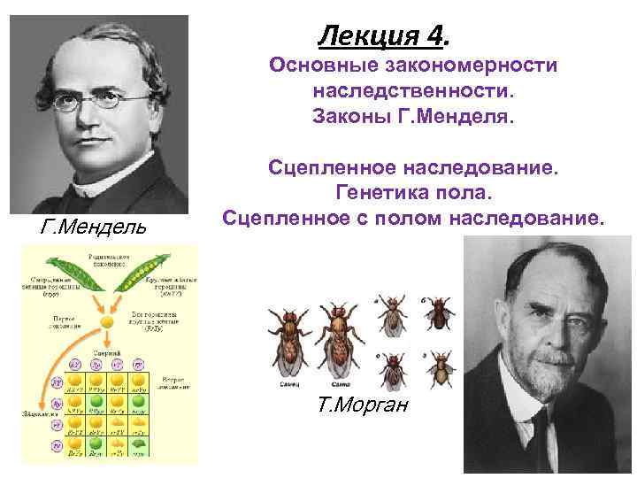 Лекция 4. Основные закономерности наследственности. Законы Г. Менделя. Г. Мендель Сцепленное наследование. Генетика пола.