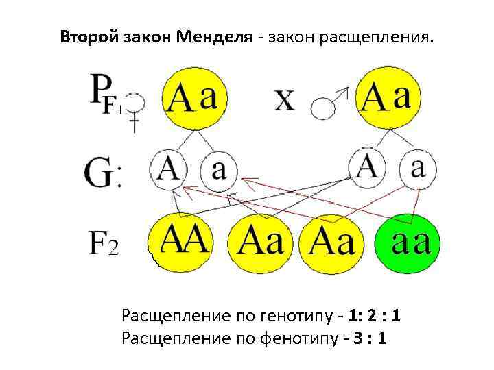 Второй закон Менделя закон расщепления. Расщепление по генотипу 1: 2 : 1 Расщепление по