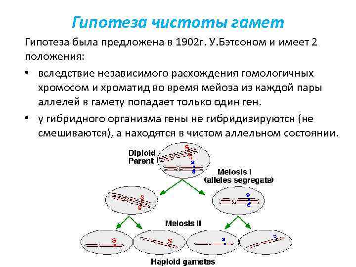 Гипотеза чистоты гамет Гипотеза была предложена в 1902 г. У. Бэтсоном и имеет 2