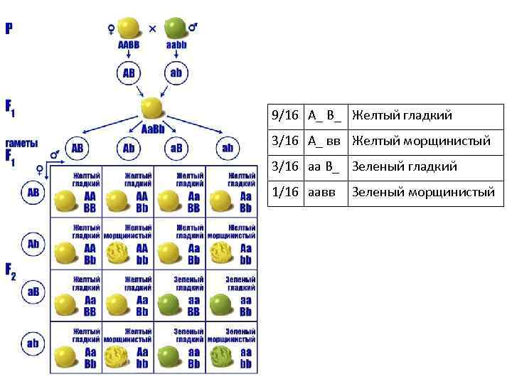 9/16 А_ В_ Желтый гладкий 3/16 А_ вв Желтый морщинистый 3/16 аа В_ Зеленый