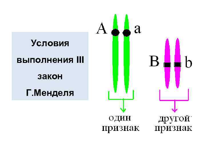 Условия выполнения III закон Г. Менделя 
