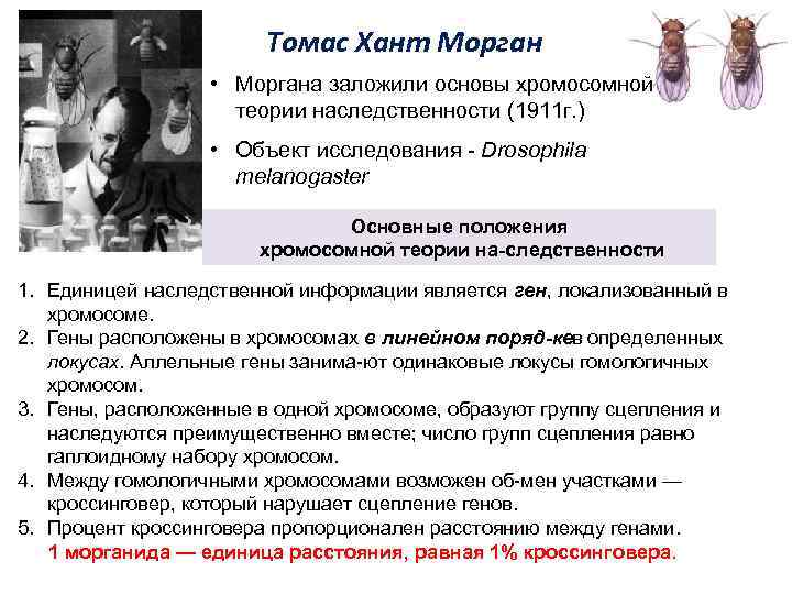 Томас Хант Морган • Моргана заложили основы хромосомной теории наследственности (1911 г. ) •
