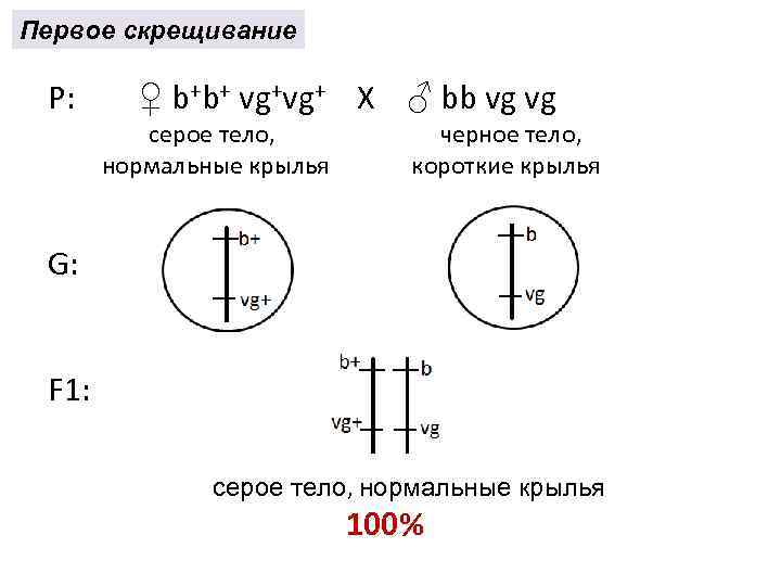 Первое скрещивание P: ♀ b+b+ vg+vg+ X ♂ bb vg vg серое тело, черное