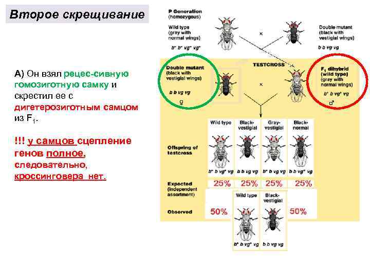 Второе скрещивание А) Он взял рецес сивную гомозиготную самку и скрестил ее с дигетерозиготным
