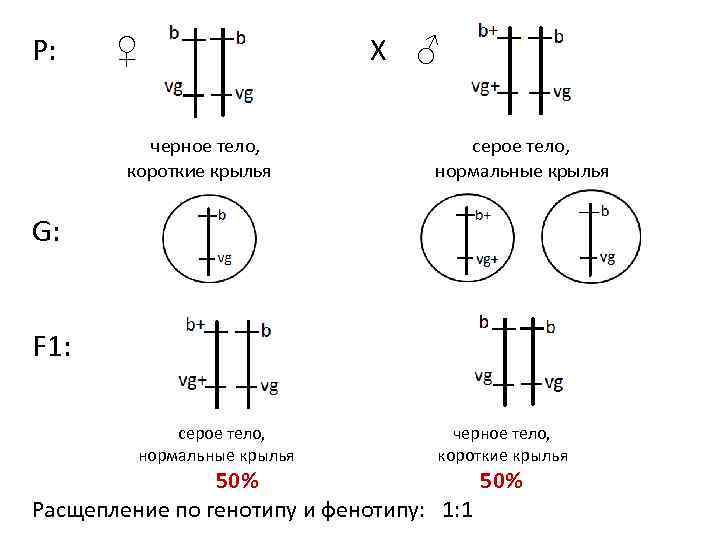 P: ♀ X ♂ черное тело, серое тело, короткие крылья нормальные крылья G: F
