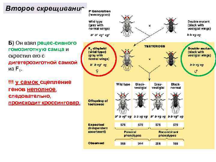 Второе скрещивание Б) Он взял рецес сивного гомозиготную самца и скрестил его с дигетерозиготной