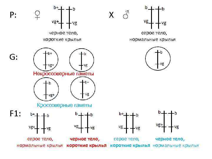 P: ♀ X ♂ черное тело, серое тело, короткие крылья нормальные крылья G: Некроссоверные