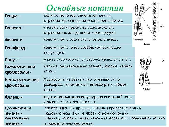 Основные понятия Геном - количество генов гаплоидной клетки, характерное для данного вида организмов. Генотип