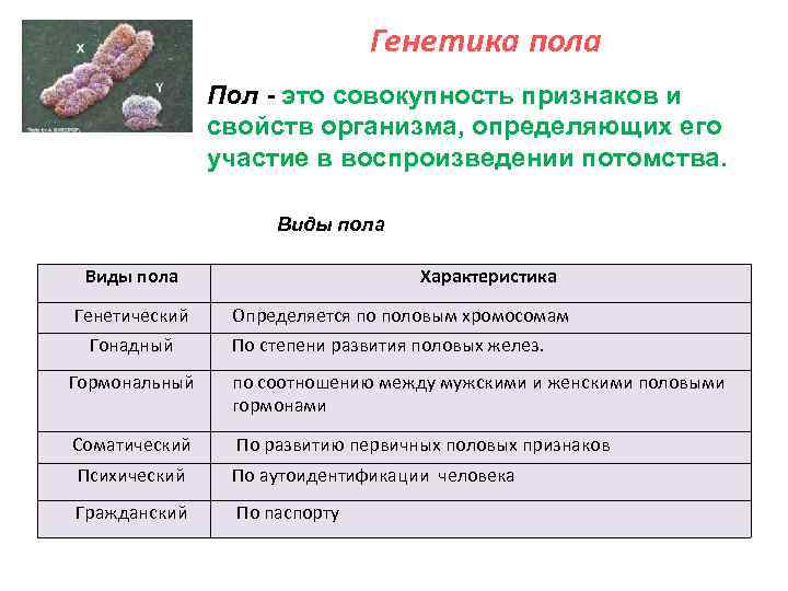 Генетика пола Пол это совокупность признаков и свойств организма, определяющих его участие в воспроизведении