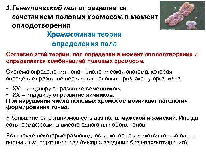 1. Генетический пол определяется сочетанием половых хромосом в момент оплодотворения Хромосомная теория определения пола
