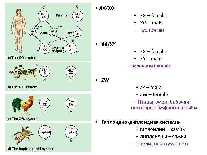  • XX/X 0 • XX – female • XO – male – кузнечики