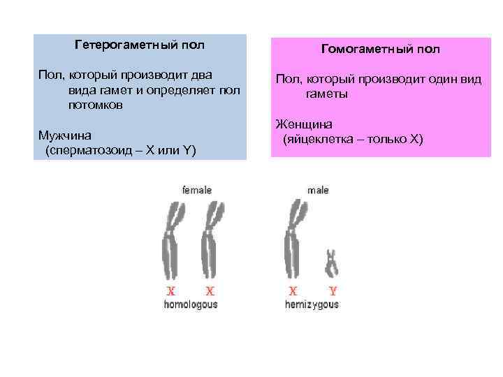 Гетерогаметный пол Гомогаметный пол Пол, который производит два вида гамет и определяет пол потомков