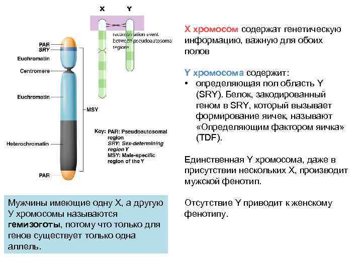 X хромосом содержат генетическую информацию, важную для обоих полов Y хромосома содержит: • определяющая