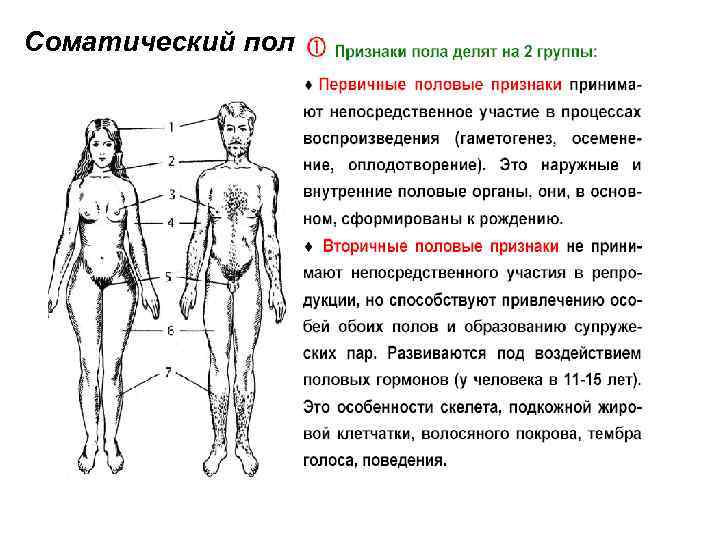 Соматический пол 
