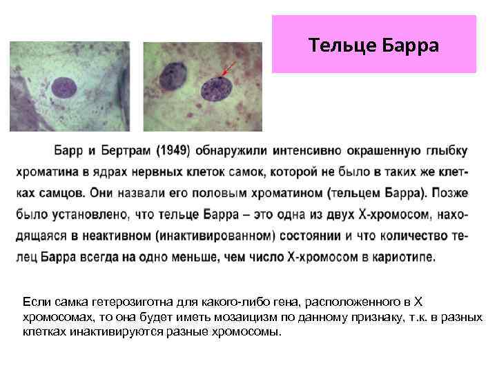 Тельце Барра Если самка гетерозиготна для какого либо гена, расположенного в X хромосомах, то