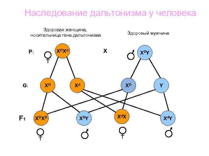 Виды наследования схема