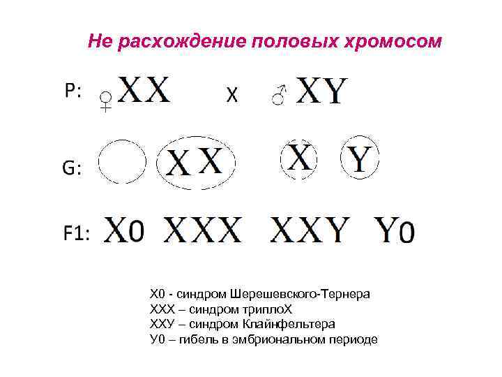 Не расхождение половых хромосом Х 0 синдром Шерешевского Тернера ХХХ – синдром трипло. Х