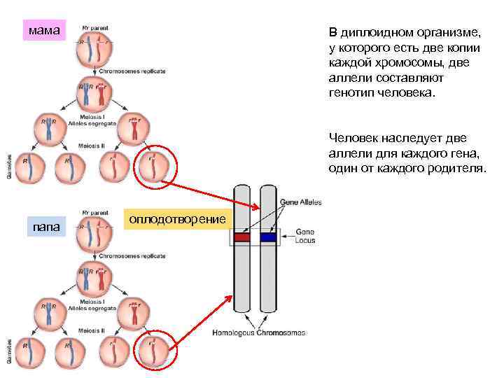 мама В диплоидном организме, у которого есть две копии каждой хромосомы, две аллели составляют