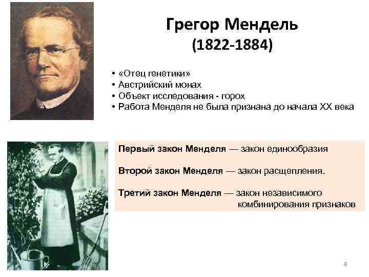 Грегор Мендель (1822 -1884) • • «Отец генетики» Австрийский монах Объект исследования горох Работа