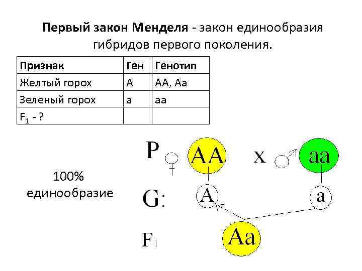 Первый закон Менделя закон единообразия гибридов первого поколения. Признак Желтый горох Зеленый горох F