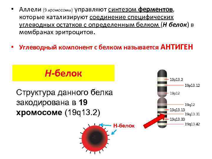  • Аллели (9 хромосомы) управляют синтезом ферментов, которые катализируют соединение специфических углеводных остатков