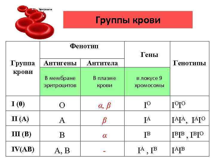 Группы крови Фенотип Гены Группа крови Генотипы Антигены Антитела В мембране эритроцитов В плазме